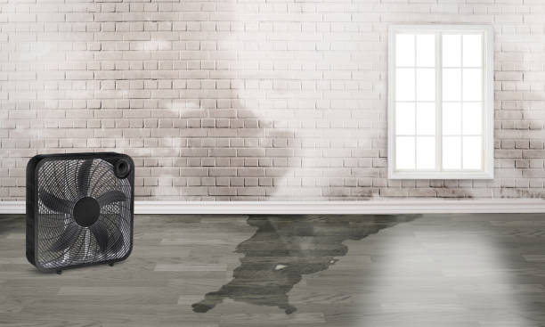 Best Carpet water damage restoration  in Athena, OR